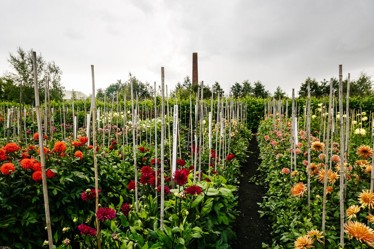 Read more about the article Things to Do in Aalsmeer – Discover the Flower Village of the Netherlands 🌷🚤